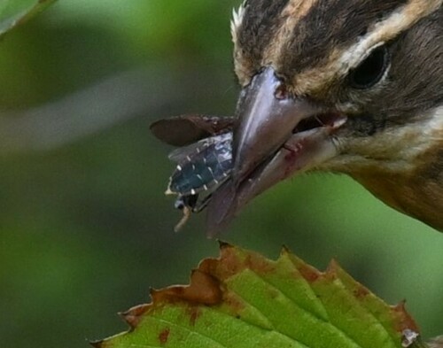 Northern Leaf-Footed Bug photo 4