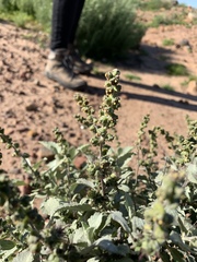 Ambrosia chenopodiifolia