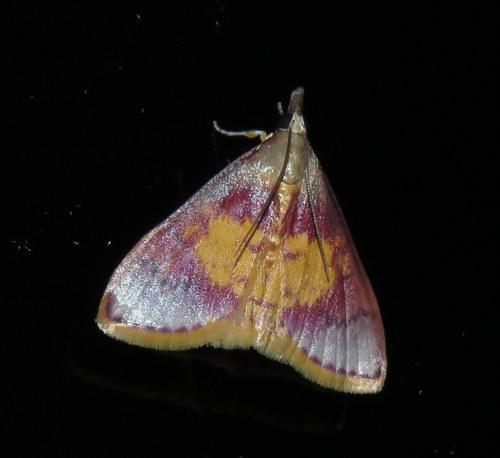 Trigonoorda gavisalis (Walker, 1869)