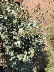 Ambrosia chenopodiifolia