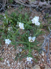 Pholistoma membranaceum