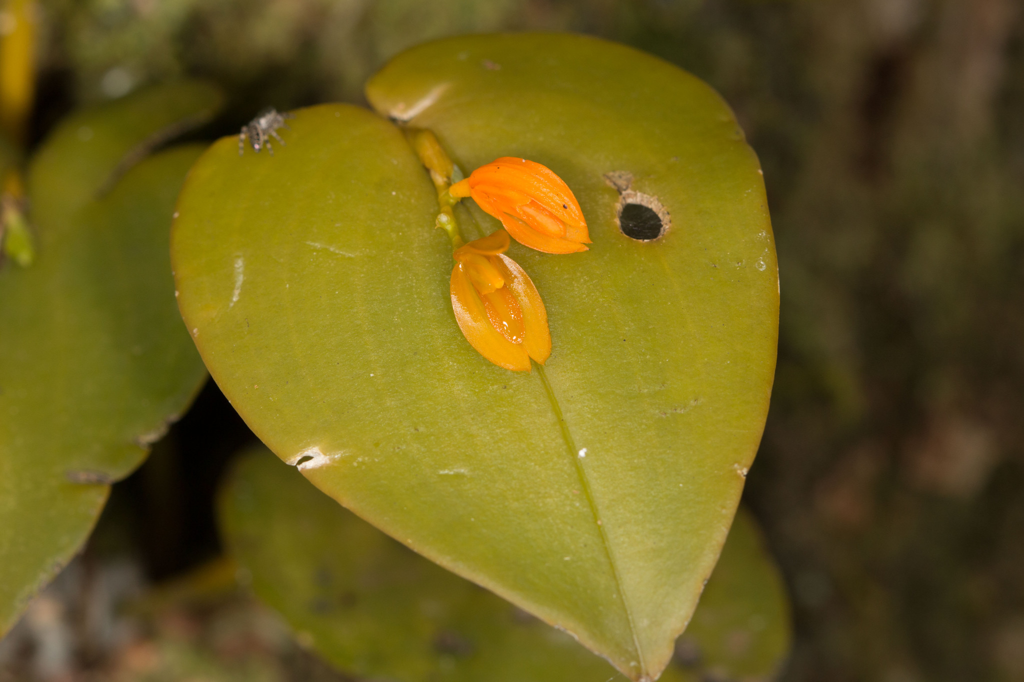 Imagem de Cipó-de-sapo