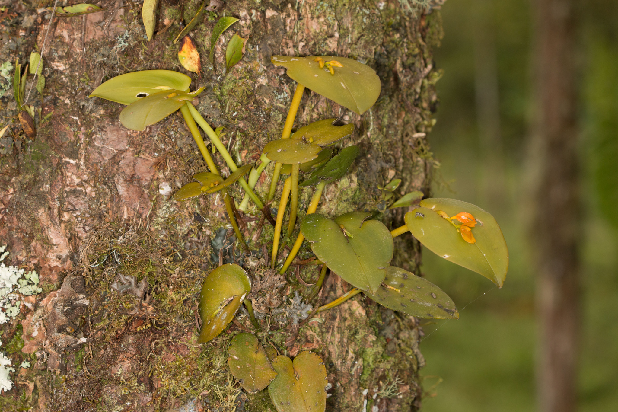 Imagem de Cipó-de-sapo