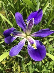 Iris brevicaulis