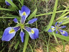 Iris brevicaulis