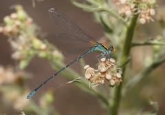 Pseudagrion aureofrons