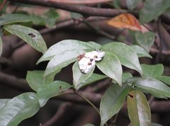 Abraxas amicula-illuminata