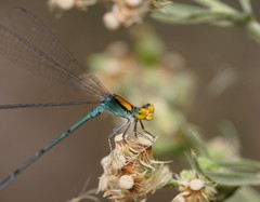 Pseudagrion aureofrons