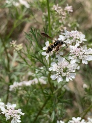 Euodynerus foraminatus