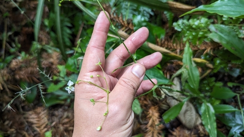 Image of Rhopalephora scaberrima by (c) 潘立傑 LICHIEH_PAN, some rights reserved (CC BY)
