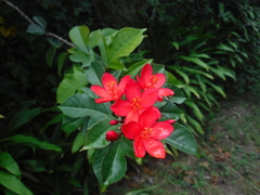 Jatropha integerrima