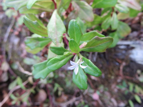 Scaevola gracilis observed 2016-03-31