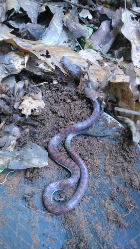Widecollar Earth Snake
