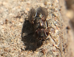 Senopterina