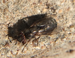 Senopterina