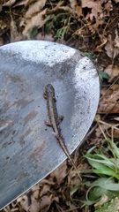 Pseudoeurycea conanti