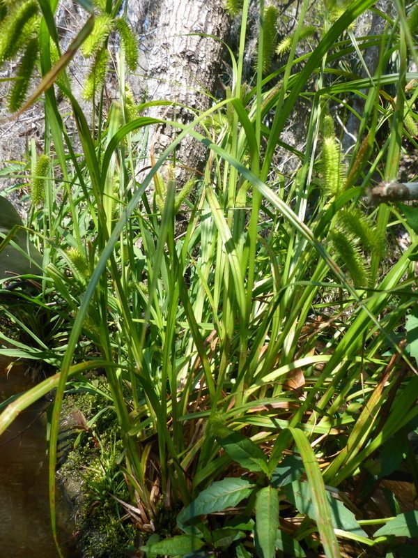 Bristly sedge (Carex comosa)