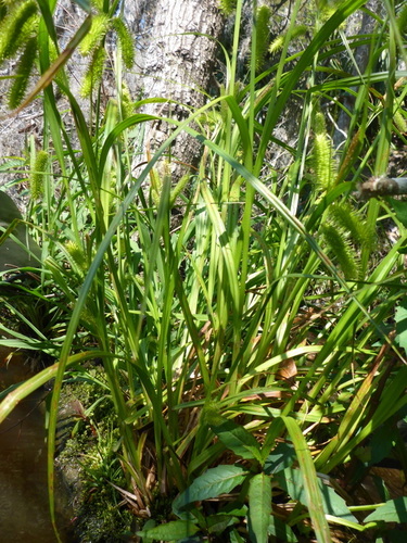 Bristly sedge (Carex comosa)