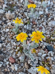 Eriophyllum wallacei