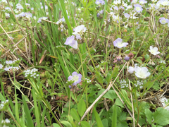 Phacelia dubia