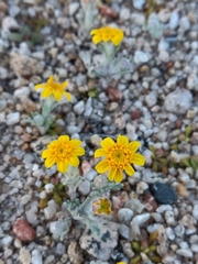 Eriophyllum wallacei