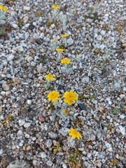 Eriophyllum wallacei