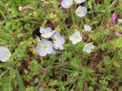 Phacelia dubia