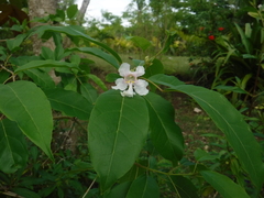 Catalpa longissima