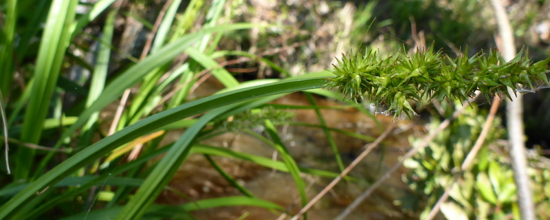 Carex stipata var. maxima