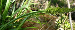 Carex stipata maxima
