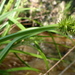 Carex stipata maxima - Photo (c) mfeaver,  זכויות יוצרים חלקיות (CC BY), הועלה על ידי mfeaver