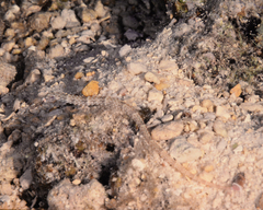 Corythoichthys schultzi