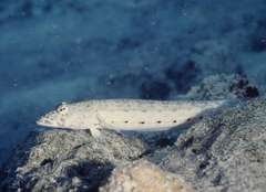 Parapercis clathrata