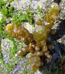 Splachnidium rugosum