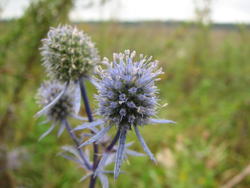 Blue Eryngo