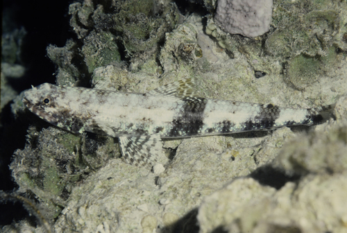 Saurida gracilis