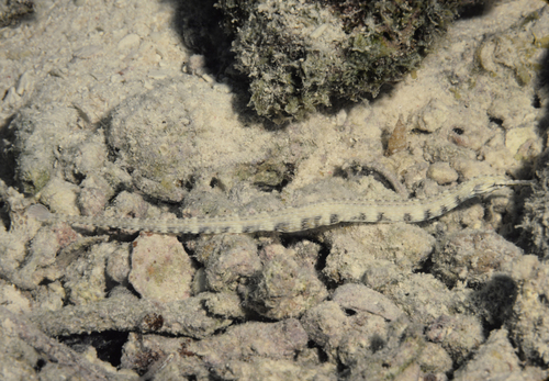 Corythoichthys intestinalis