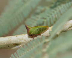 Sextius virescens