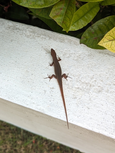 Curious Skink, Carlia ailanpalai