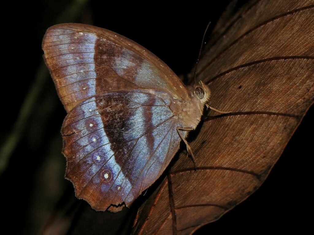 Taygetis kharisma