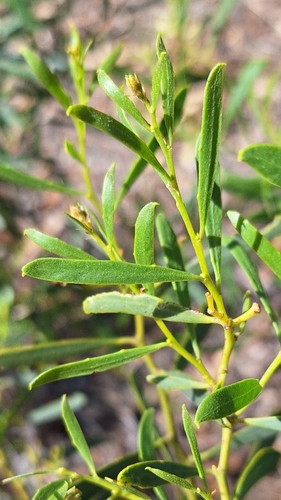 Image of Acacia ligulata by no rights reserved
