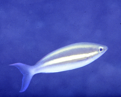 Pentapodus caninus