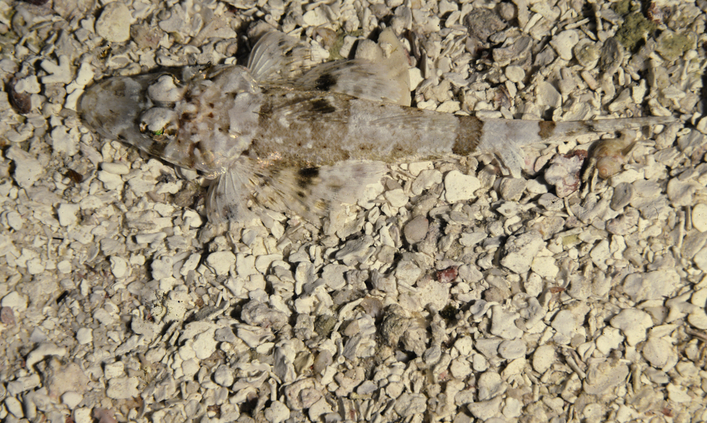 Longsnout flathead