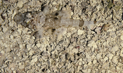 Thysanophrys chiltonae