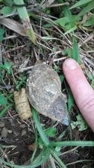 Hemibulimus dennisoni