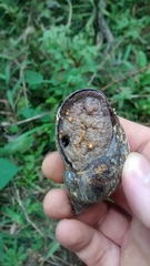 Hemibulimus dennisoni