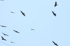 Cathartes aura image