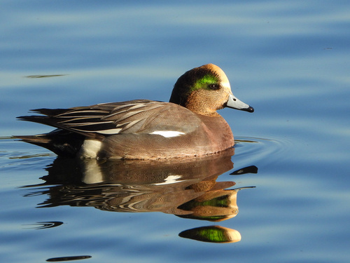 American Wigeon x Eurasian Wigeon