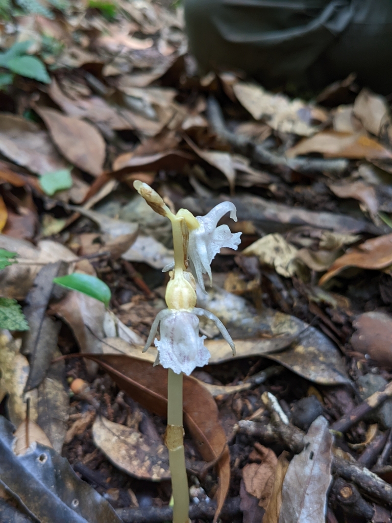 Epipogium taiwanense