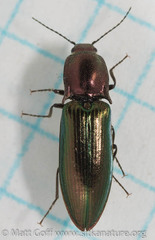 Nitidolimonius resplendens